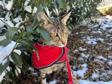 Savannah cat in snow