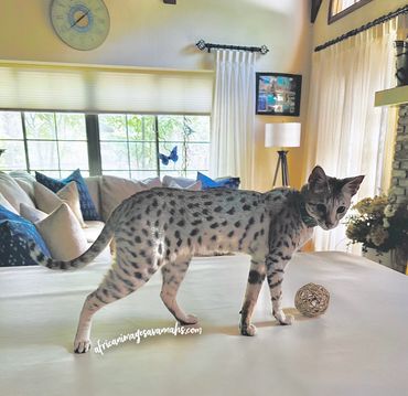 Tall Savannsh cat 