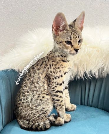 Savannah kitten 