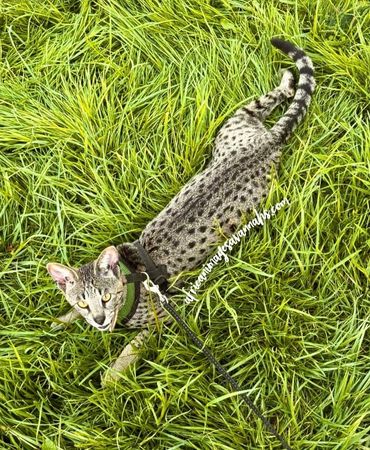 Big Savannah cat