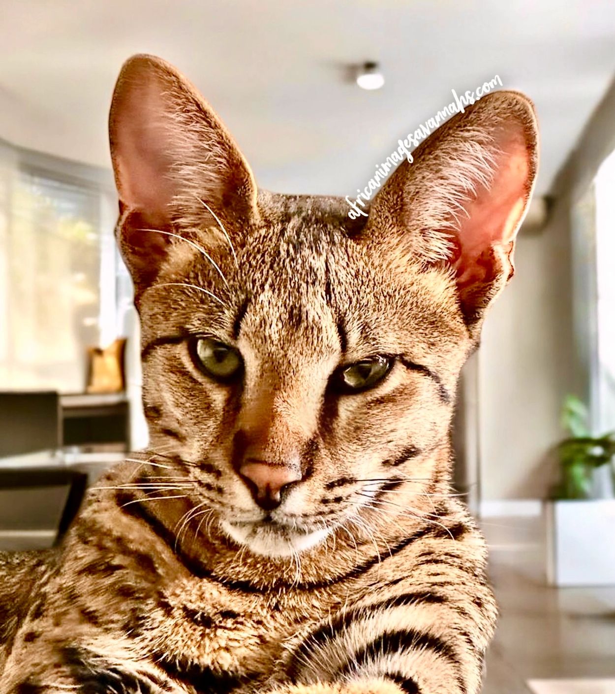 Savannah cat stud