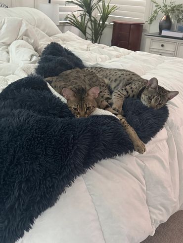 F2 Savannah cats 