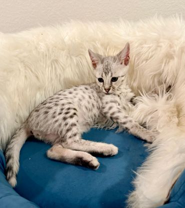 Bright silver Savannah cat 