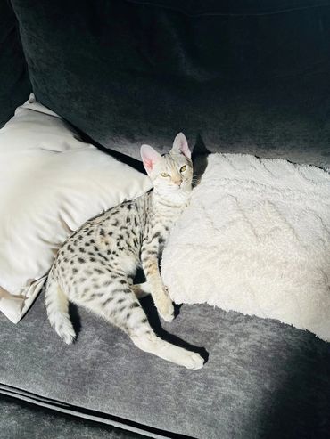 White savannnah cat