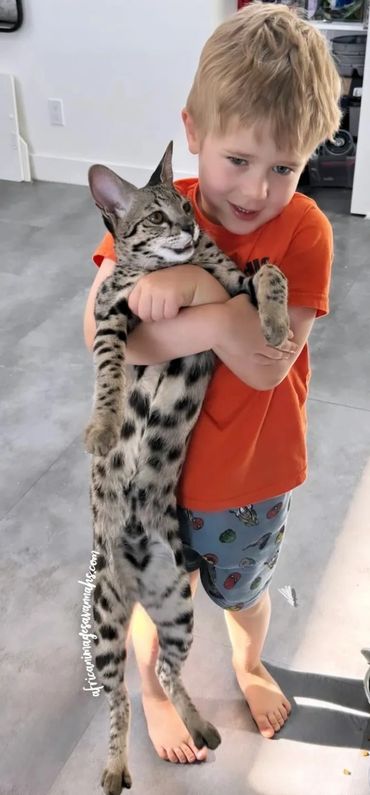 Savannah cats