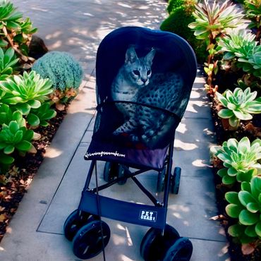 Snow White Savannah kitten luxury savannahs Las Vegas 