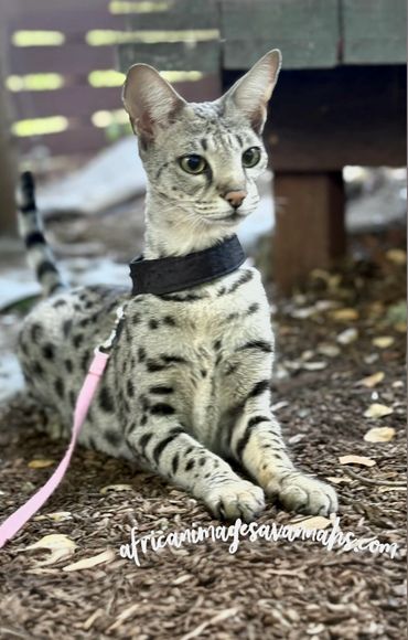 Silver Savannah cat