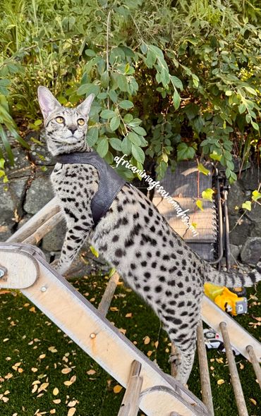 Savannah kittens climbing 
