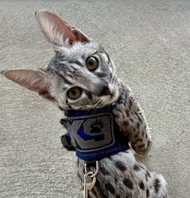 Silver white Savannah cat