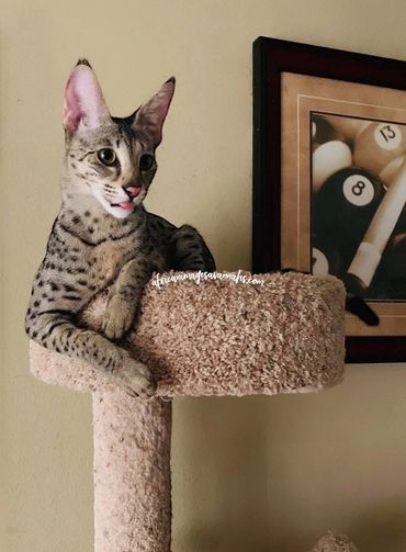 Sold to Florida Savannah kitten for sale