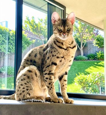 F2 Savannah cat