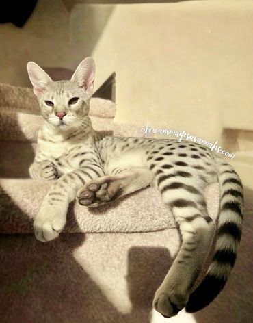 Silver Savannah cat 
