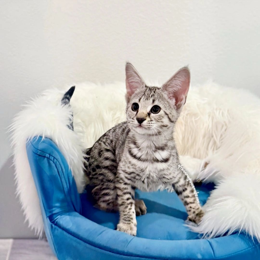 Silver Savannah cat