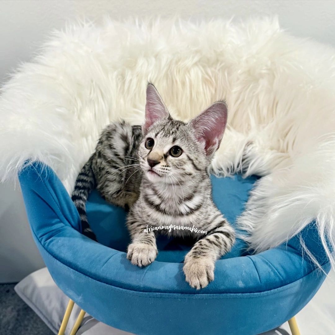 Silver Savannah kitten 