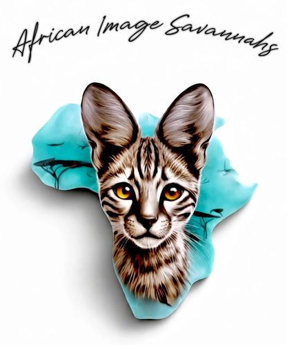 Savannah cats of African Image 