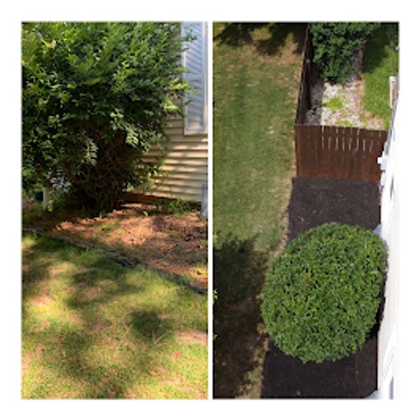 Before and after photos of a yard with fresh mulch and trimmed bushes.