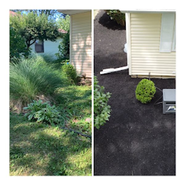 Before and after garden landscaping with fresh mulch and trimmed plants.