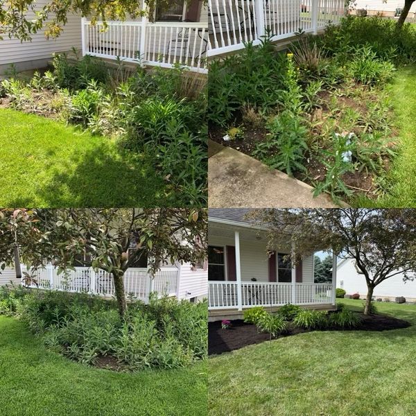 Four photos showing a garden before and after landscaping with fresh mulch and trimmed plants.