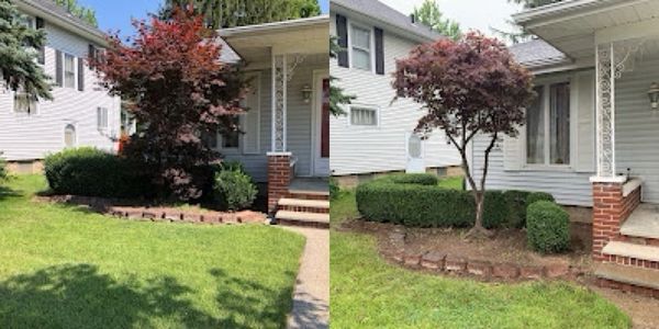 Before and after yard cleanup showing trimmed bushes and a neat garden bed.