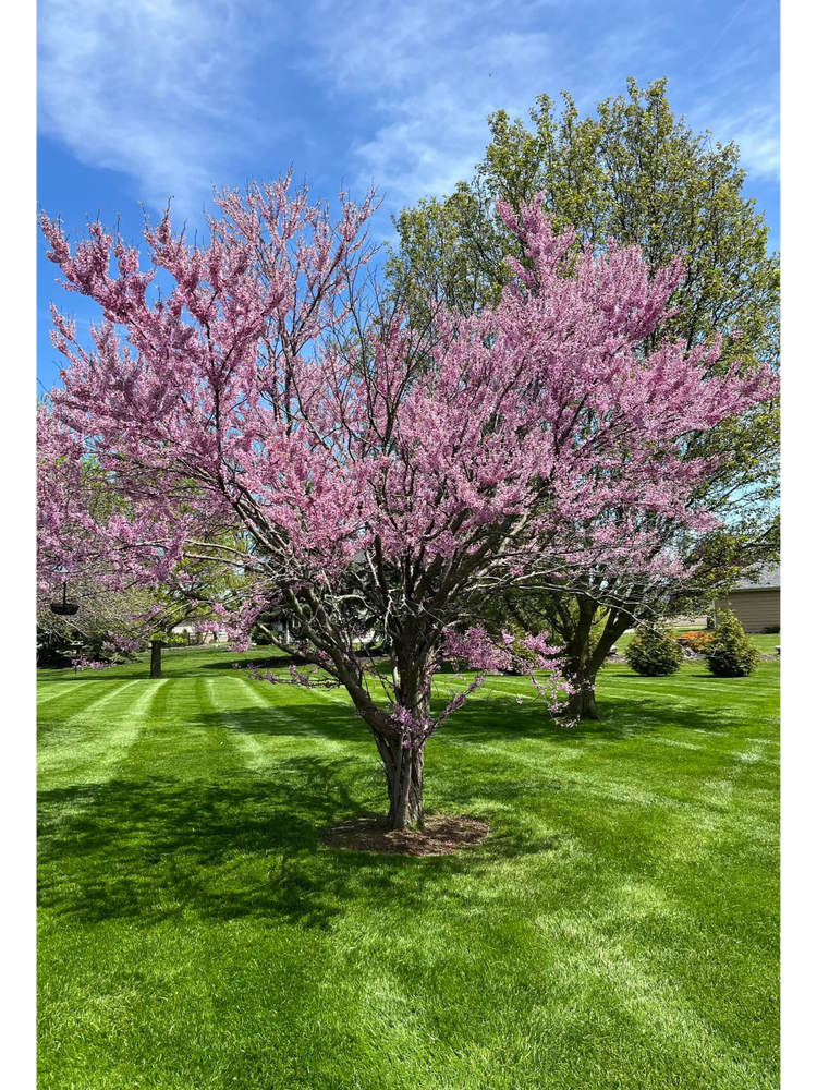 A pink blossoming tree in a green lawn under a blue sky.