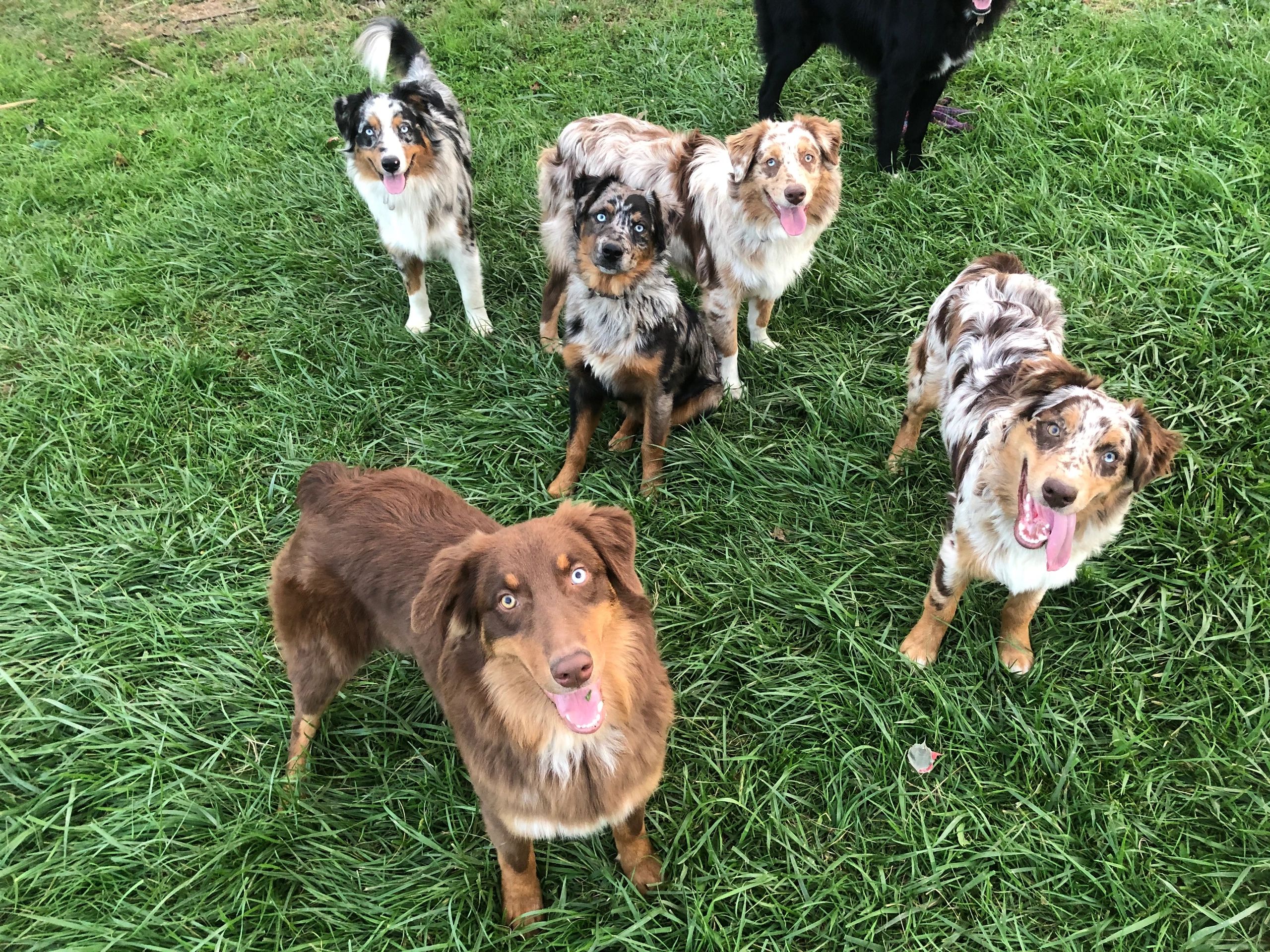 Do Australian Shepherds Have Double Dew Claws