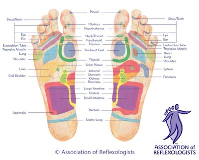 Association of Reflexology foot chart showing position of reflexes.