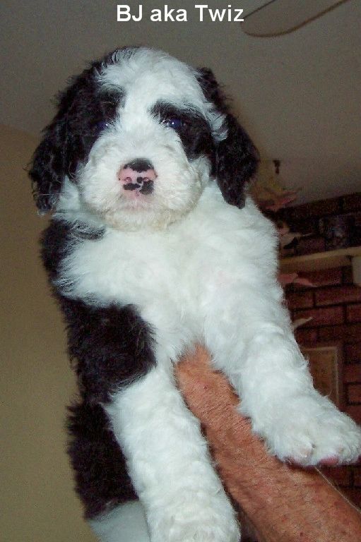 adult sheepadoodle