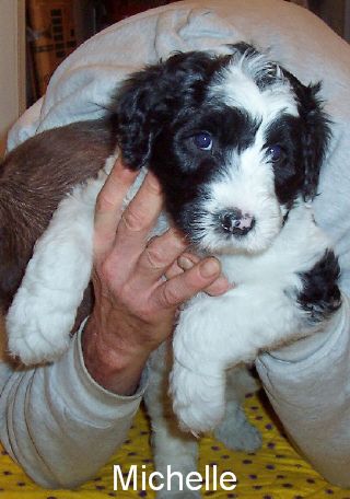 black sheepadoodle