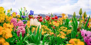 A vibrant garden filled with various blooming flowers.