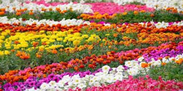 Colorful flower garden with vibrant rows.