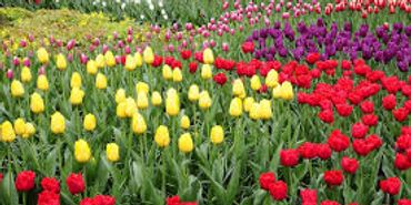 A colorful field of tulips in bloom.