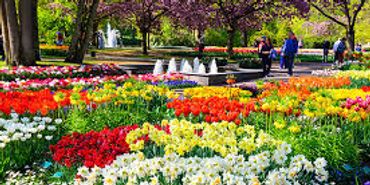 Vibrant flower garden with colorful blooms and fountains.
