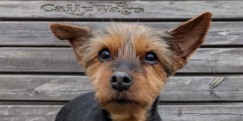 callywags.com
