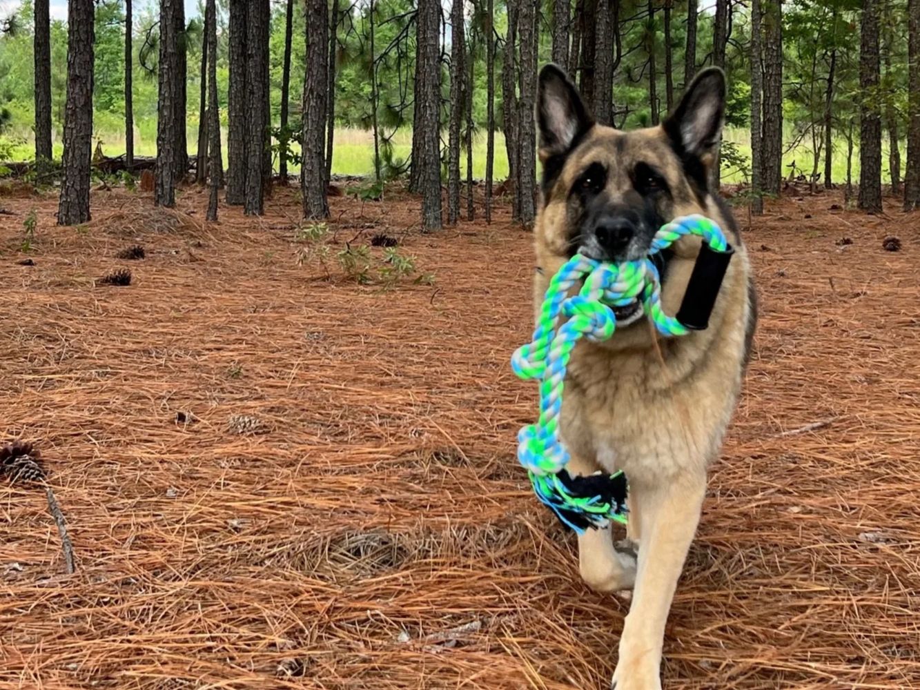 Waggin' Wilderness Pet Lodge, LLC Pet Boarding, Dog Daycare