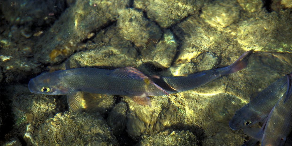 Idrijca River fly fishing destination in Slovenia. Water Man Adventures