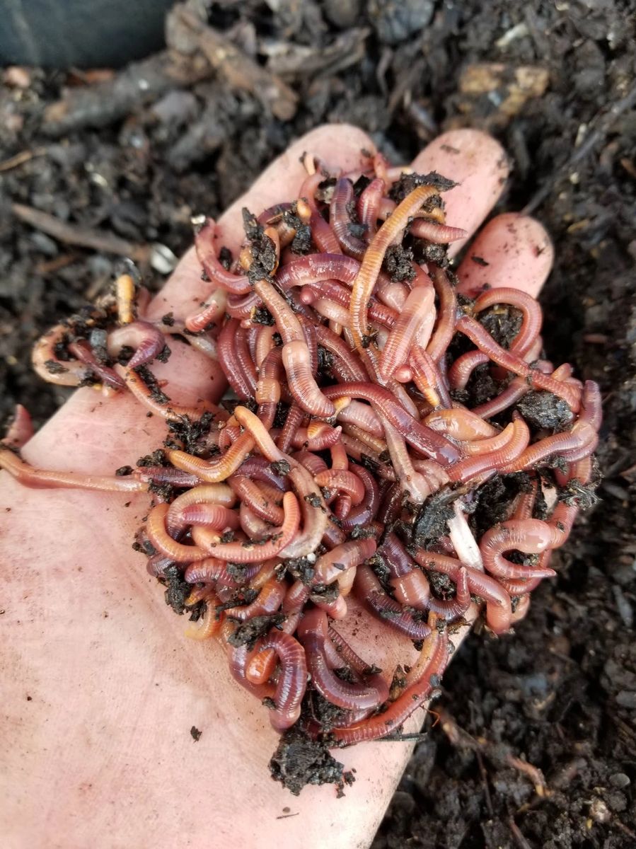 Composting Worms (Commercial volume)