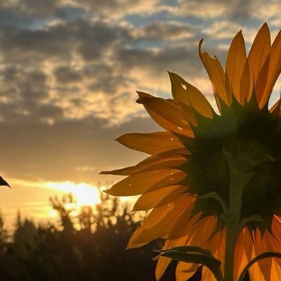 Sunflower backlit by a warm sunset with a cloudy sky.