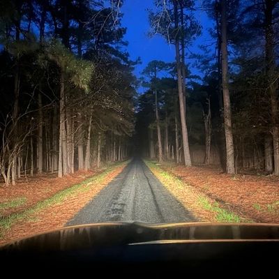Car headlights illuminate a narrow forest road at dusk.