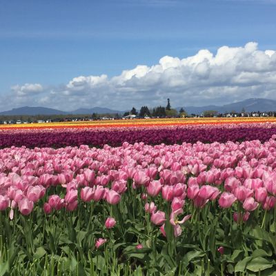 Field of pink and purple tulips under a blue sky.