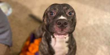cute dog