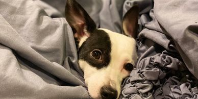 dog cute