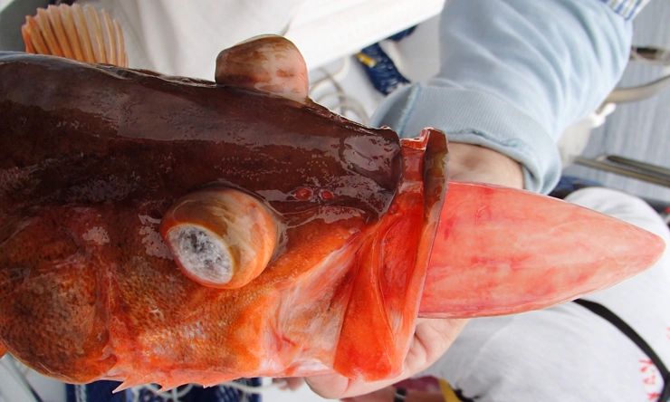 ED-1/SG160: Barotrauma and Successful Release of Fish Caught in Deep Water