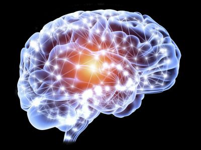 Picture of the Brain's Anatomy and structures