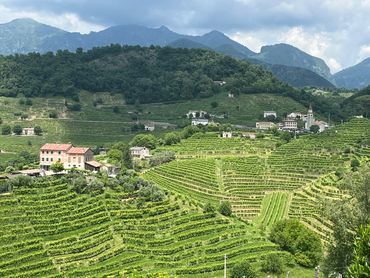 Lush green vineyards spread across rolling hills with mountains in the background.