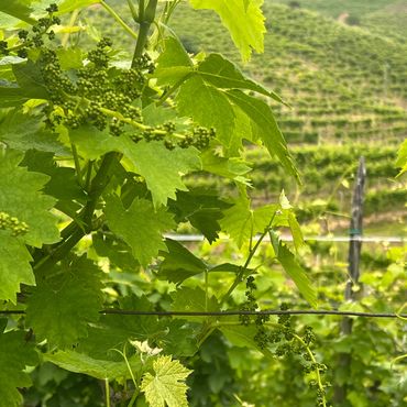 Young grape clusters growing on a vine in a vineyard.