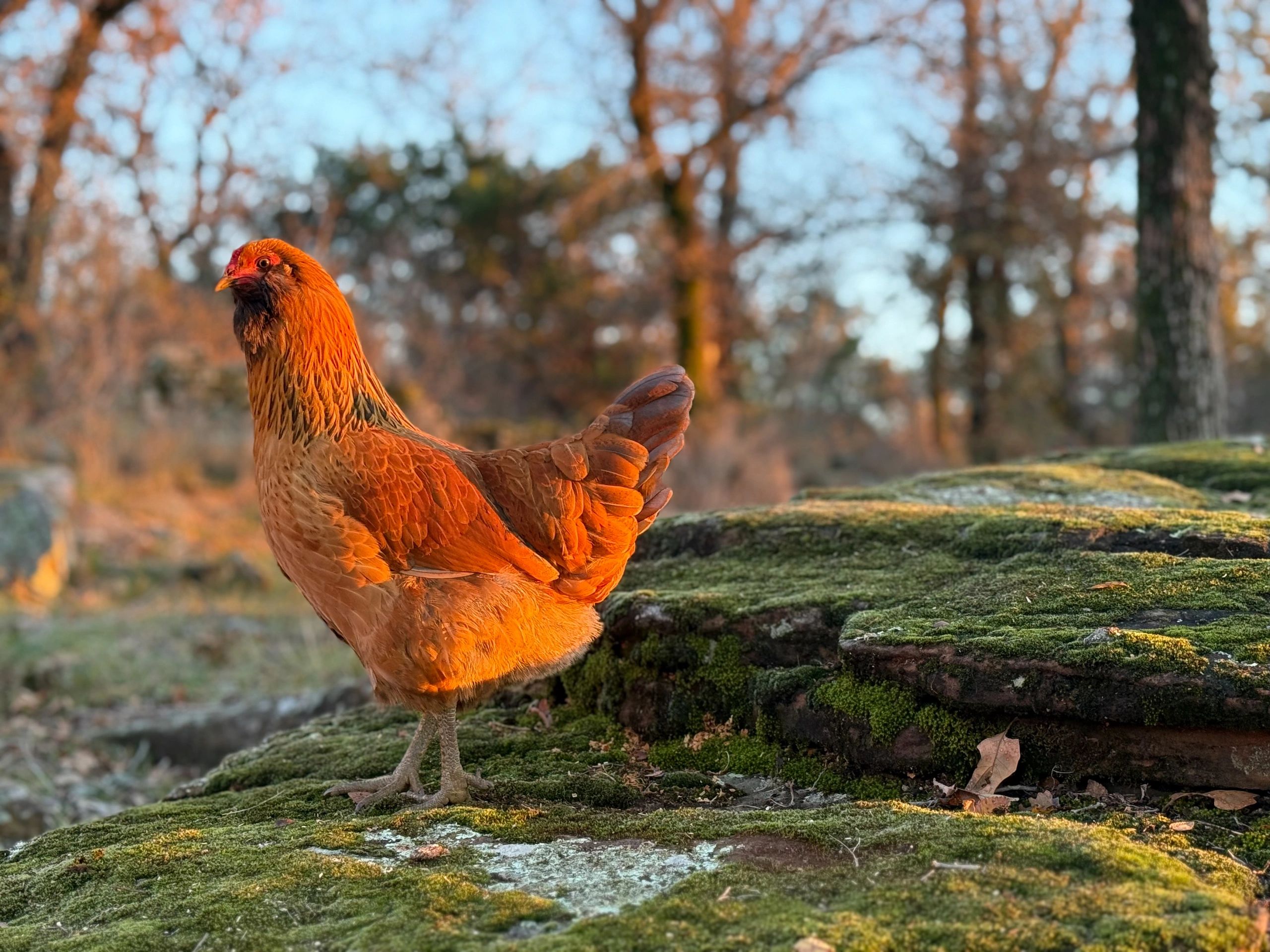 Explore The Tilton Farm: Where all our products are Wildcrafted on the Hill