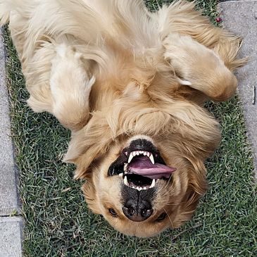 golden retriever smiling, laying in the grass and looking up at the camera