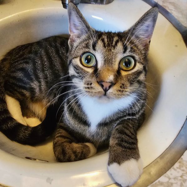Young, happy and healthy kitten in the sink