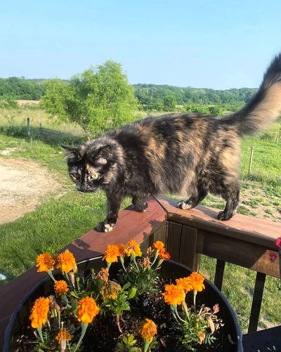 Healthy kitty walking outside on the patio