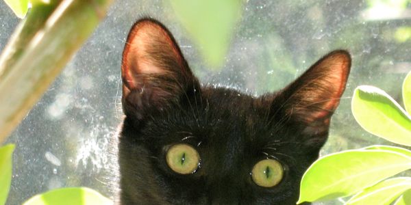 Close-up of a black cat with bright green eyes behind green leaves.
